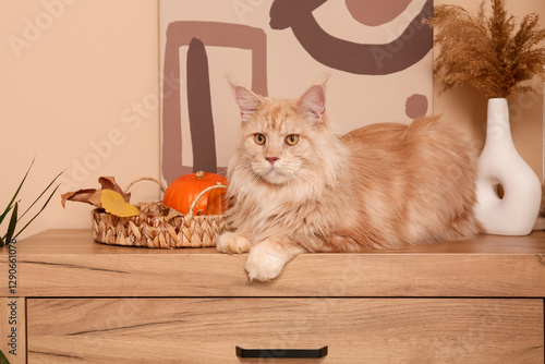 Maine Coon cat with pumpkin...