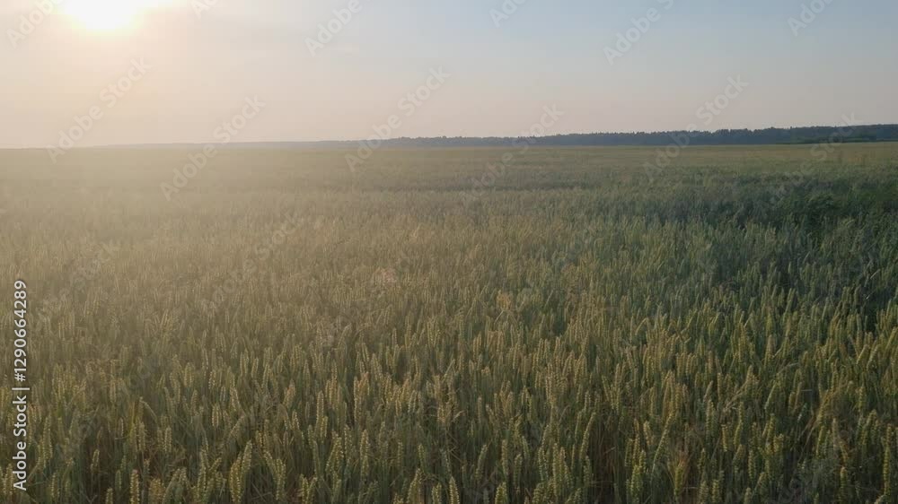 A field of rye at sunset, blue sky, rays of sunshine A field of rye at sunset, blue sky, rays of sunshine