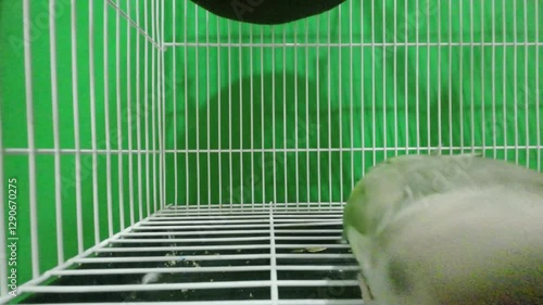 Green-cheeked parakeet or green-cheeked conure in the cage. It's a popular pet in Thailand.