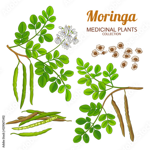 Moringa Branch with Flowers, Pods and Leaves Colored Detailed Illustration. Essential oil ingredient for aromatherapy, health care, alternative medicine. Vector isolated for design or decoration.