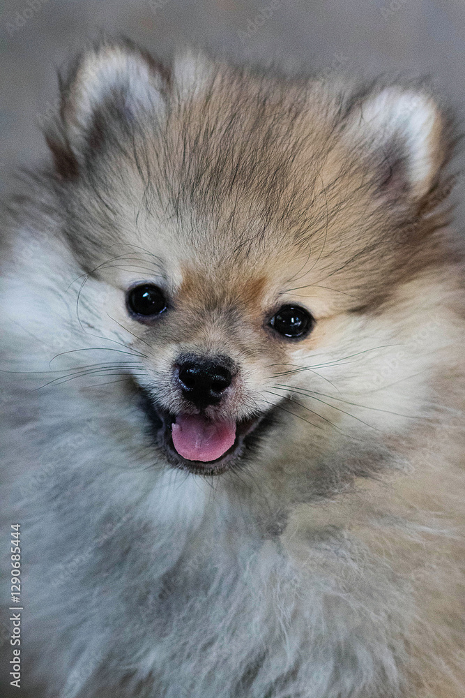 Obraz premium pomeranian dog portrait