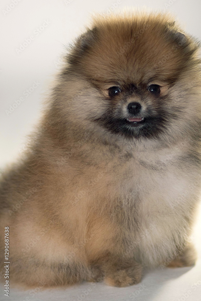 Fototapeta premium pomeranian spitz puppy