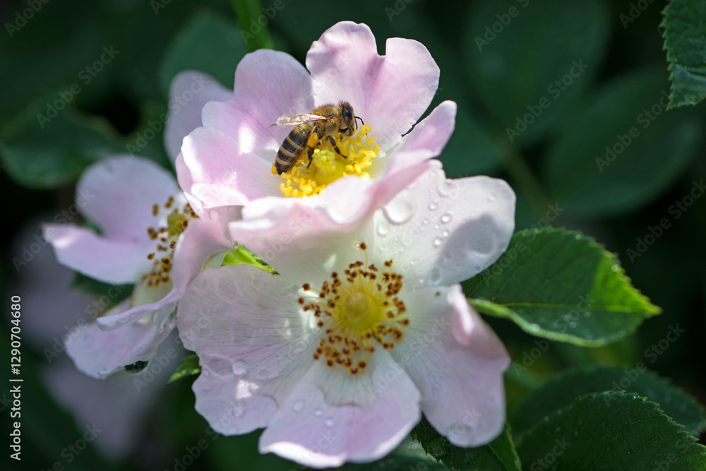a bee collects pollen from a rosehip flower. Honey bee Apis Mellifera collects nectar on a pink bush rose flower close-up. Delicate flowers on a green background. summer season. macro a bee collects pollen from a rosehip flower. Honey bee Apis Mellifera collects nectar on a pink bush rose flower close-up. Delicate flowers on a green background. summer season. macro