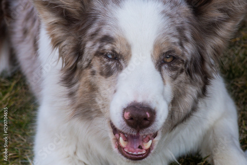 portrait of a white  border collie dog. Close up portrait of red merle Border collie wit one brown eye and second half brown, half blue photo