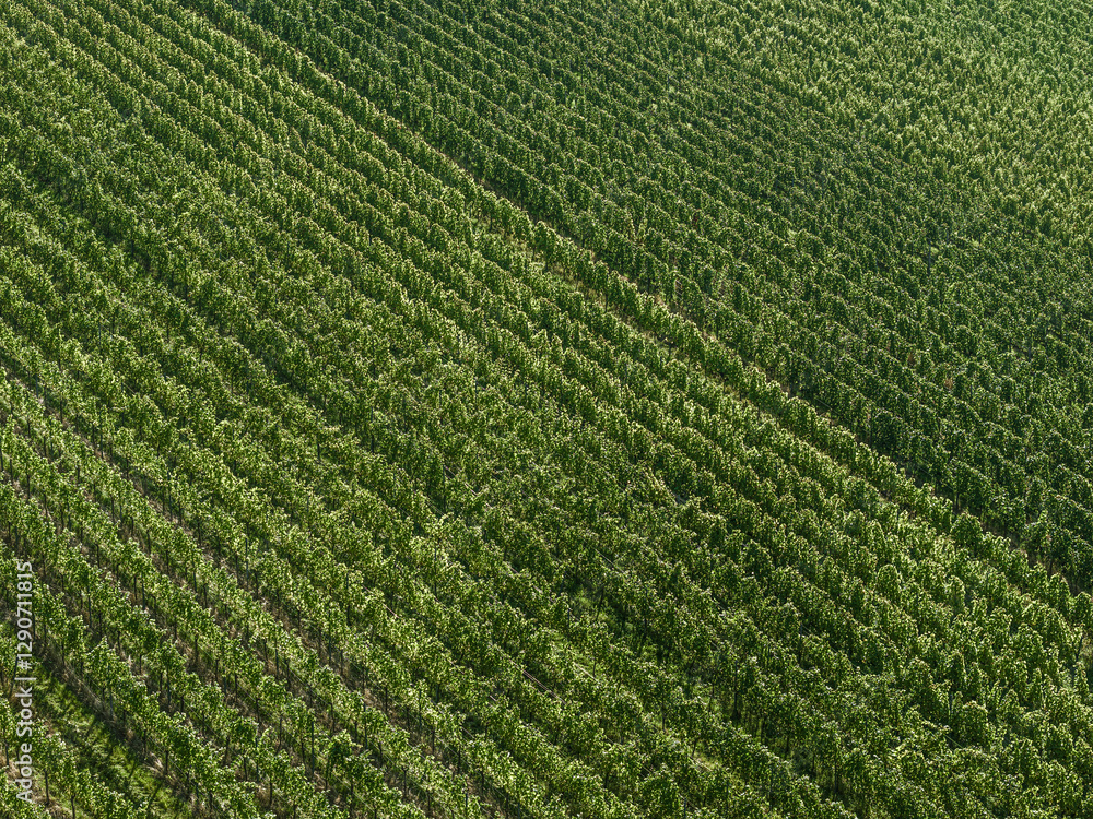 Full frame aerial view rows of lush green vineyard grapevines
Full frame aerial view rows of lush green vineyard grapevines