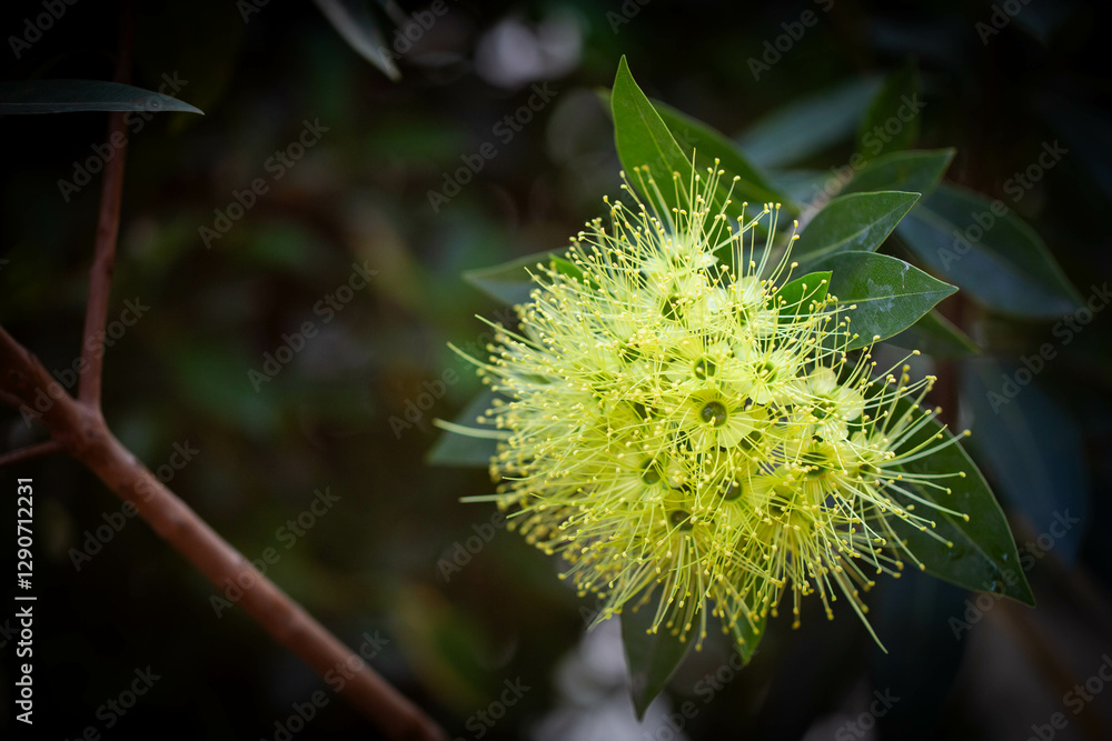 Close up shot of blooming yellow golden penda flower (also known as junjum or expo gold plant) Close up shot of blooming yellow golden penda flower (also known as junjum or expo gold plant)