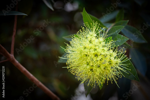 Close up shot of blooming yellow golden penda flower (also known as junjum or expo gold plant) photo