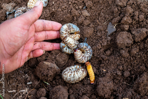 Fotografía White chafer grub against the background of the soil