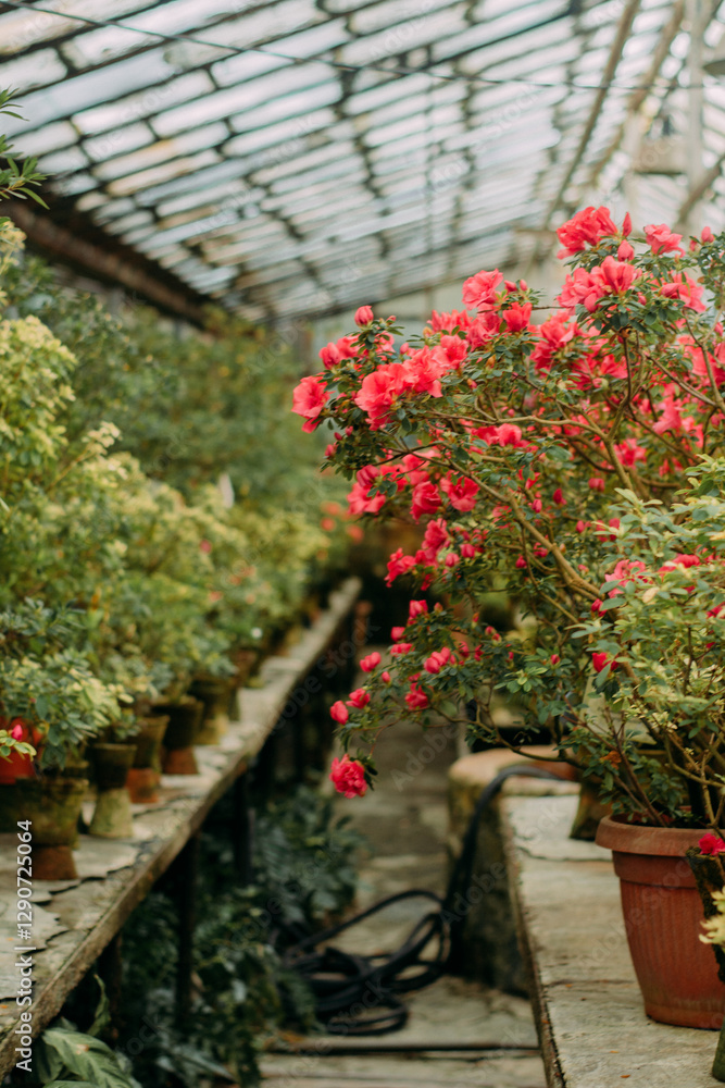 A greenhouse where azaleas and camellias are grown in pots A greenhouse where azaleas and camellias are grown in pots