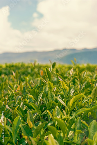 Tea leaves on the mountain slopes. Plantation, field on a clear sunny day, young tea leaves glisten in the light. Green background, tea mixture, green and black tea, layout
