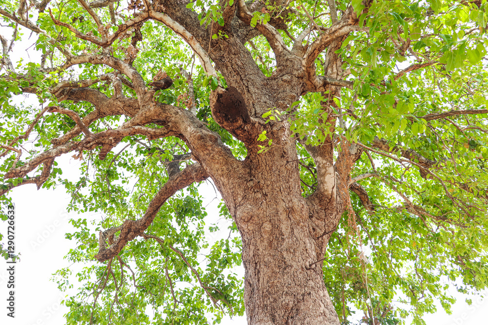 Fototapeta premium Majestic Tree with Lush Green Leaves and Termite Nest
