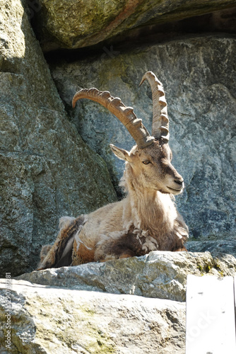 A female ibex in Sankt Leonhard Goat centre, Pitztal valley, Austria photo