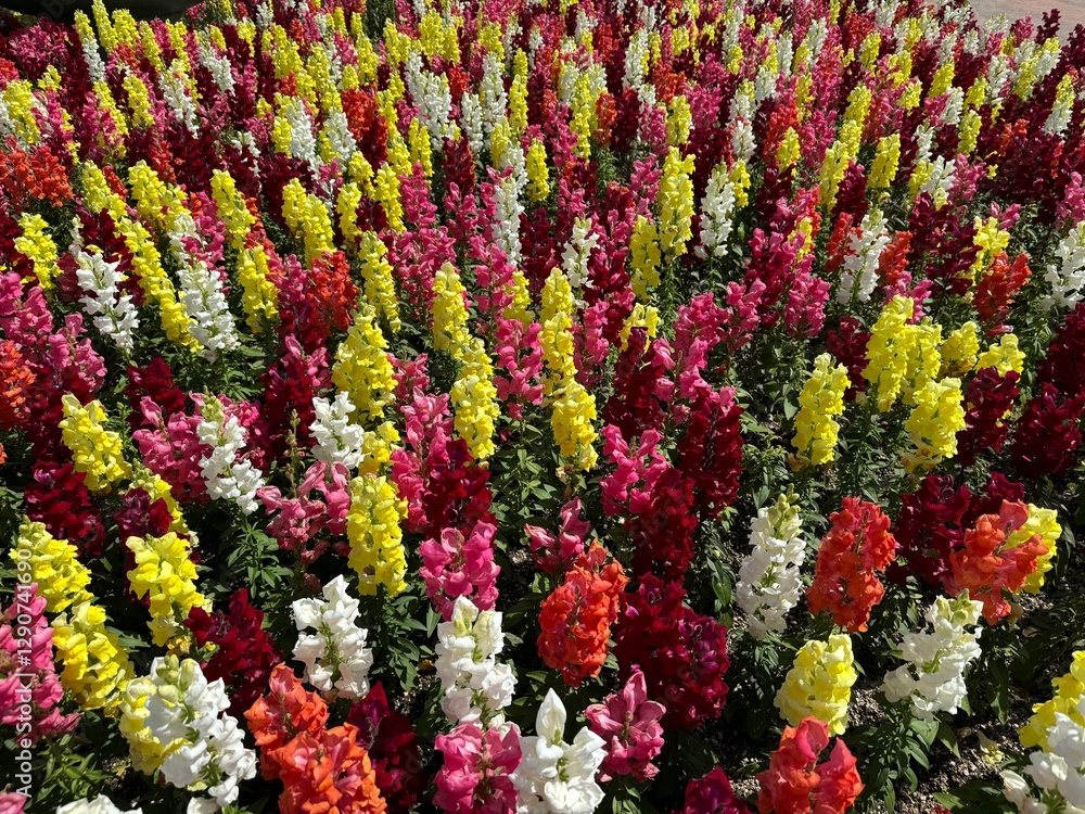 Beautiful Vibrant Flowers in Full Bloom with Stunning Colors Beautiful Vibrant Flowers in Full Bloom with Stunning Colors