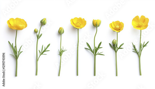 series of yellow flowers in various stages from bud to bloom, showcasing their vibrant colors and delicate petals. This captures beauty of nature growth and transformation photo