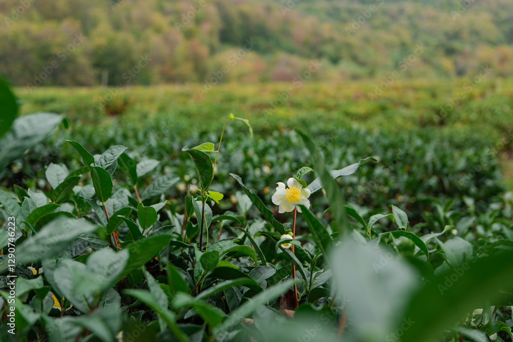 tea plantations autumn in Russia tea plantations autumn in Russia