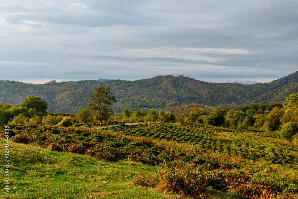 Naklejka premium tea plantations autumn in Russia
