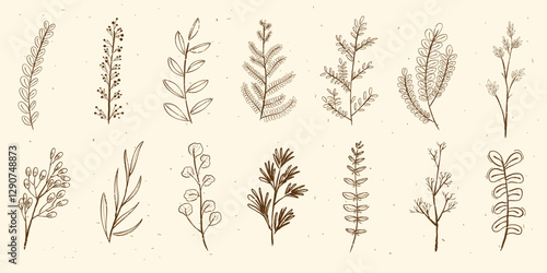 Fototapeta Illustration of various botanical elements