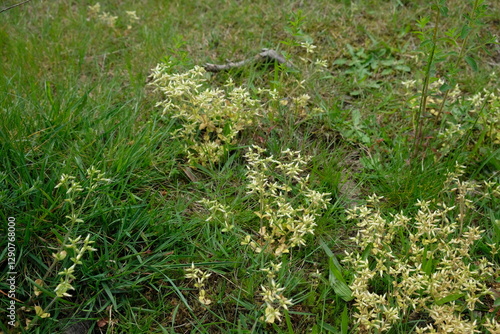 FU 2023-05-20 MartWahn 174 Auf der Wiese blühen zarte Blumen photo