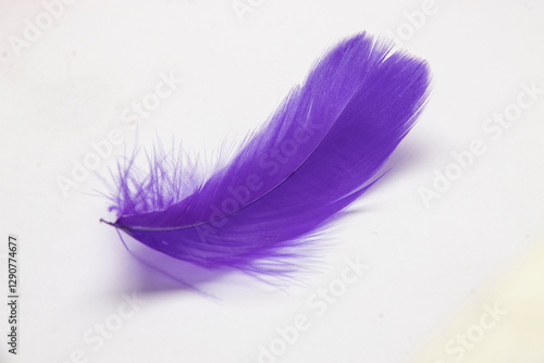 Birds, feathers, chicken feathers, duck feathers, goose feathers, ostrich feathers, peacock feathers, feathers, young feathers, down feathers, feather feathers, whisker feathers, pink feathers, semi d photo