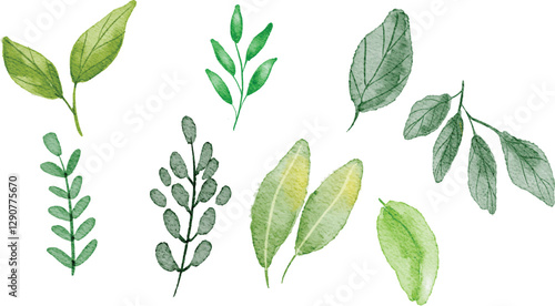 Green Leaves foliage botanical element vector watercolor illustration hand drawn