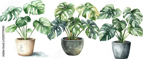 Watercolor illustration of indoor monstera plant in a pot, white background