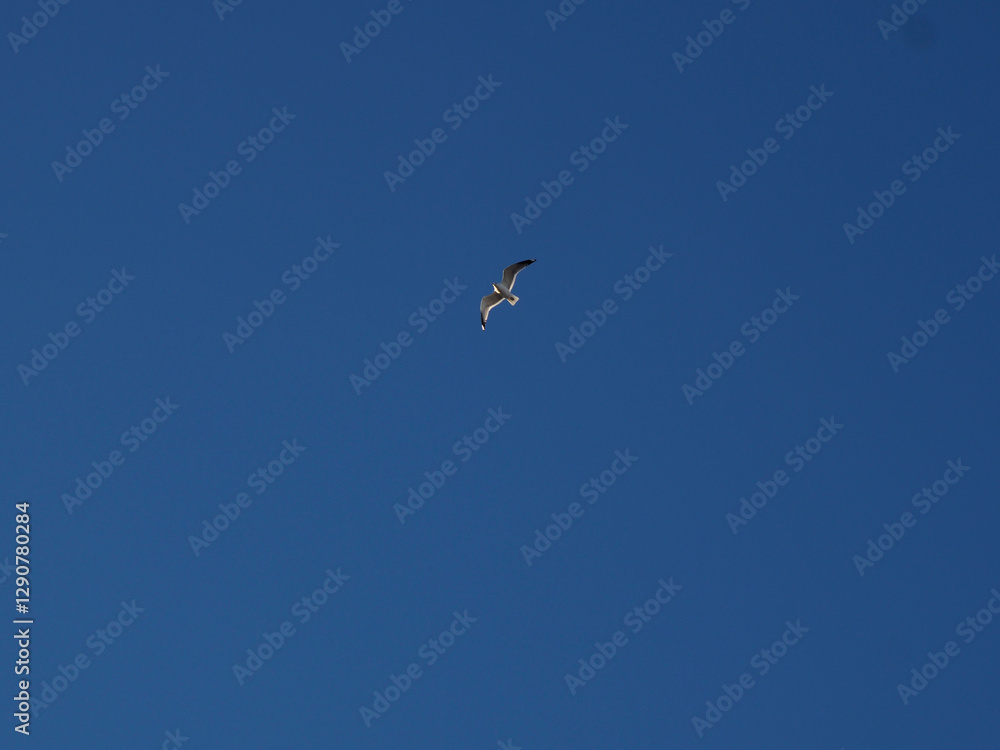 Gull Flying Solo Against Clear Blue Sky, Minimalist Bird Photography Gull Flying Solo Against Clear Blue Sky, Minimalist Bird Photography