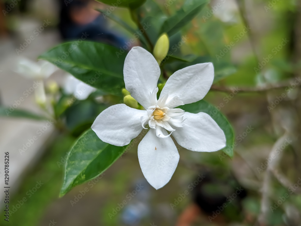 A beautiful Wrightia antidysenterica, also known as Forest Jasmine, is in full bloom. Its pure white petals, five in number, curve gracefully. A yellow stamen is visible in the center.