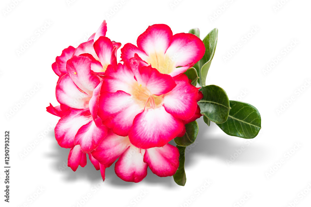 red adenium blooming flower isolated on white background. This has clipping path. red adenium blooming flower isolated on white background. This has clipping path.