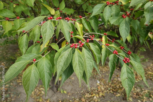 Tableau sur toile Numerous red berries in the leafage of Lonicera maackii in October