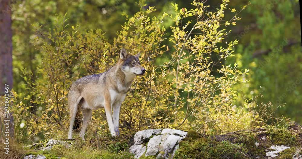 Grey Wolf Yawning in a Scandinavian Forest during Autumn