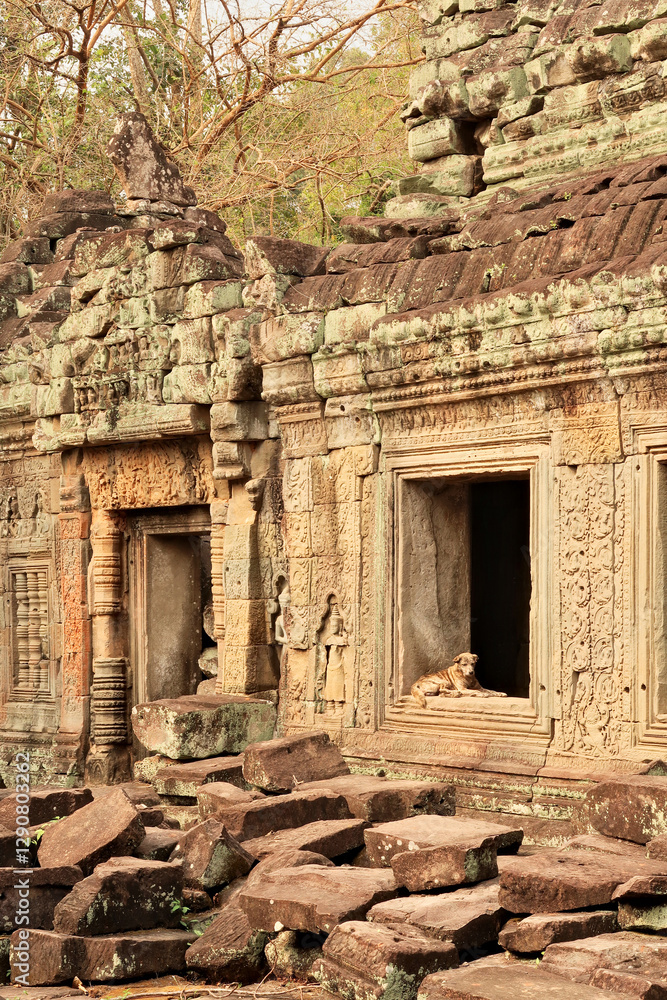 Fototapeta premium A building with an elaborate facade inside the Prasat Preah Khan Temple, a stray dog is resting in the window. bricks, stones, rocks scattered in the foreground, Angkor Wat, Siem Reap, Cambodia