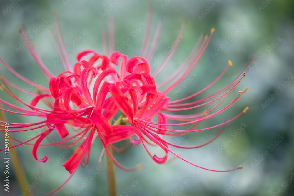 spider lily, lycoris