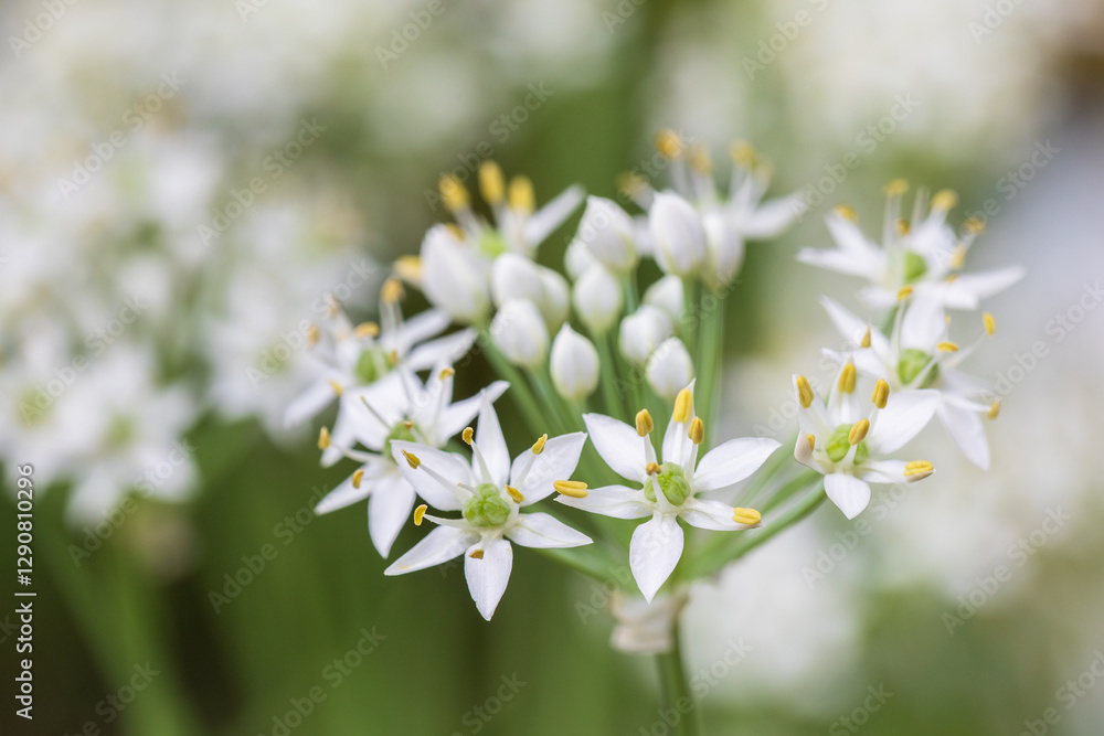 Chinese chive Chinese chive