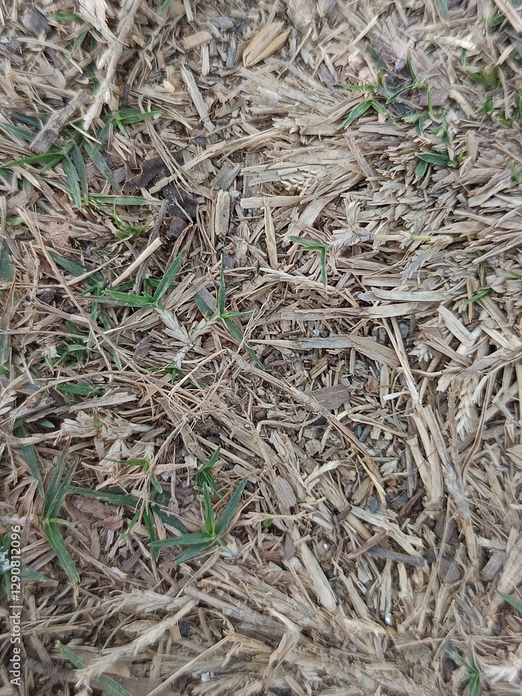 Close-Up of Dry Mulch with Green Grass Sprouts Close-Up of Dry Mulch with Green Grass Sprouts