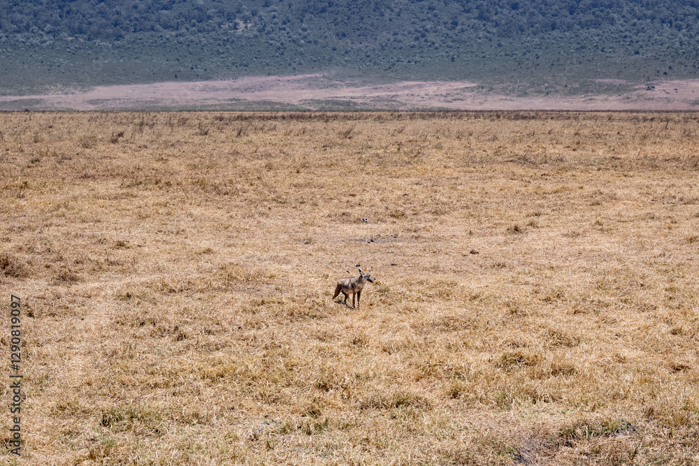 View of the Ngorongoro Crater National Park View of the Ngorongoro Crater National Park