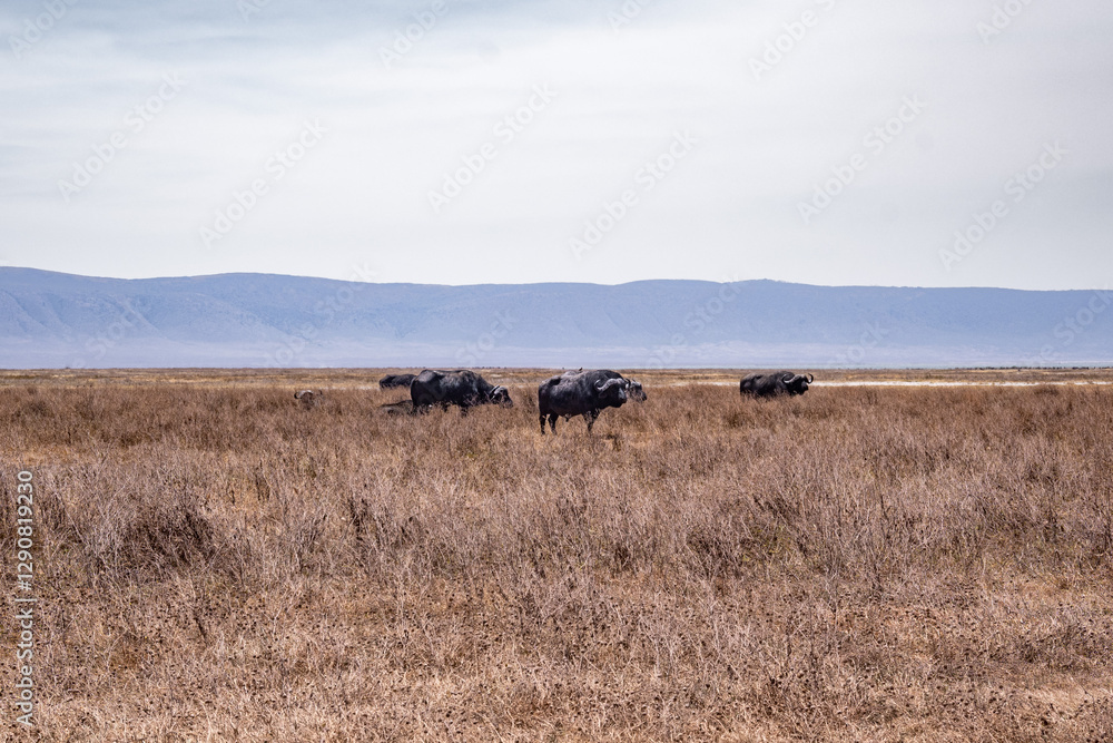 View of the Ngorongoro Crater National Park View of the Ngorongoro Crater National Park