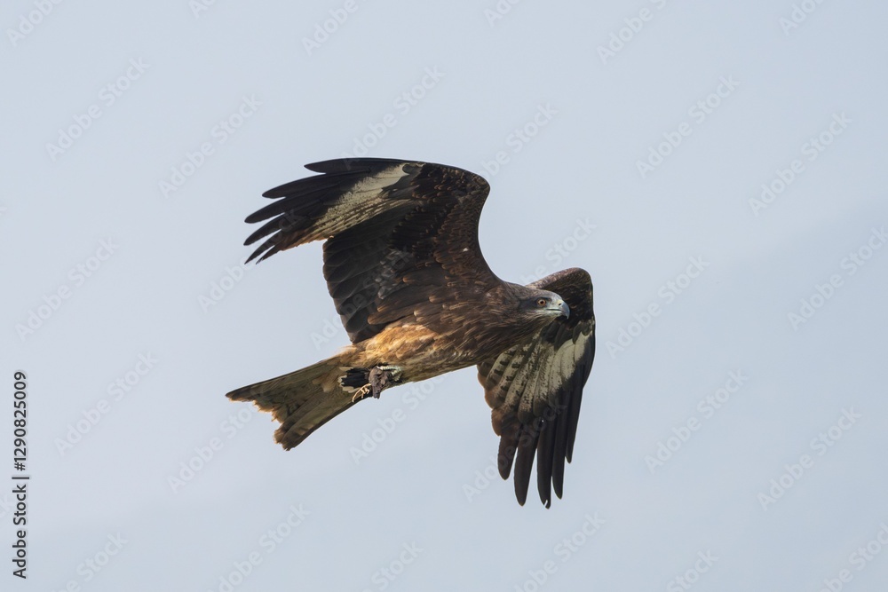 Obraz premium Majestic Eagle in Flight