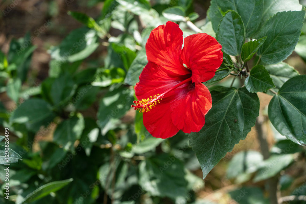 Bright big flower of Chinese hibiscus (Hibiscus rosa-sinensis), China rose or Hawaiian hibiscus, growing in landscape garden. Blurred background. Selective focus. Nature concept for design. Bright big flower of Chinese hibiscus (Hibiscus rosa-sinensis), China rose or Hawaiian hibiscus, growing in landscape garden. Blurred background. Selective focus. Nature concept for design.