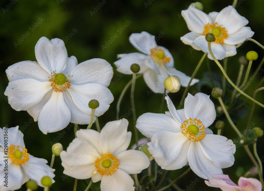 white anemone blossoms in the garden with blurred background white anemone blossoms in the garden with blurred background