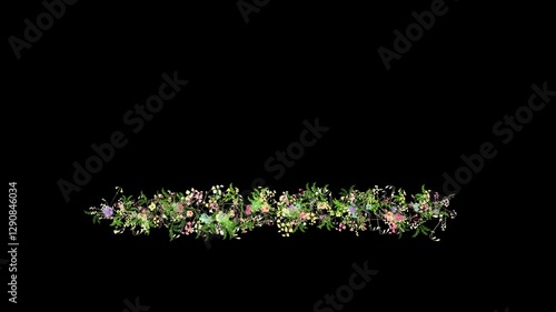 Wild flowers growing floral line, rustic, botanical frame, lower thirds animation isolated on black background with alpha matte.