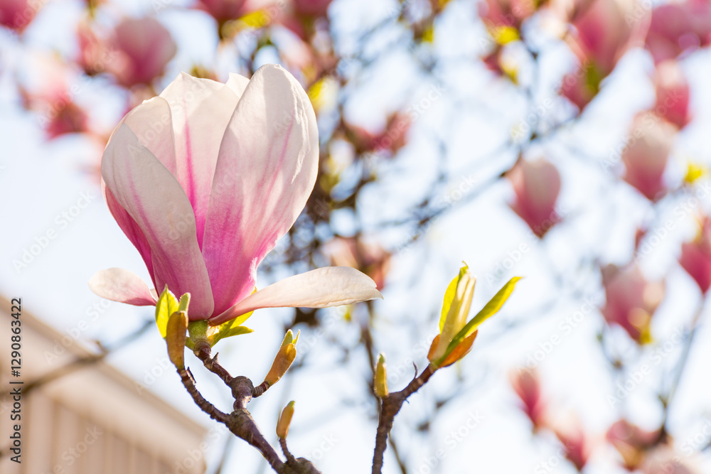 magnolia soulangeana in full bloom. longevity symbol. beautiful closeup nature background with pink flowers on the branch blooming beneath a blue sky on a sunny day in spring. hybrid plant;