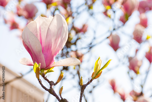 Obraz na płótnie magnolia soulangeana in full bloom. longevity symbol. beautiful closeup nature background with pink flowers on the branch blooming beneath a blue sky on a sunny day in spring. hybrid plant; w salonie