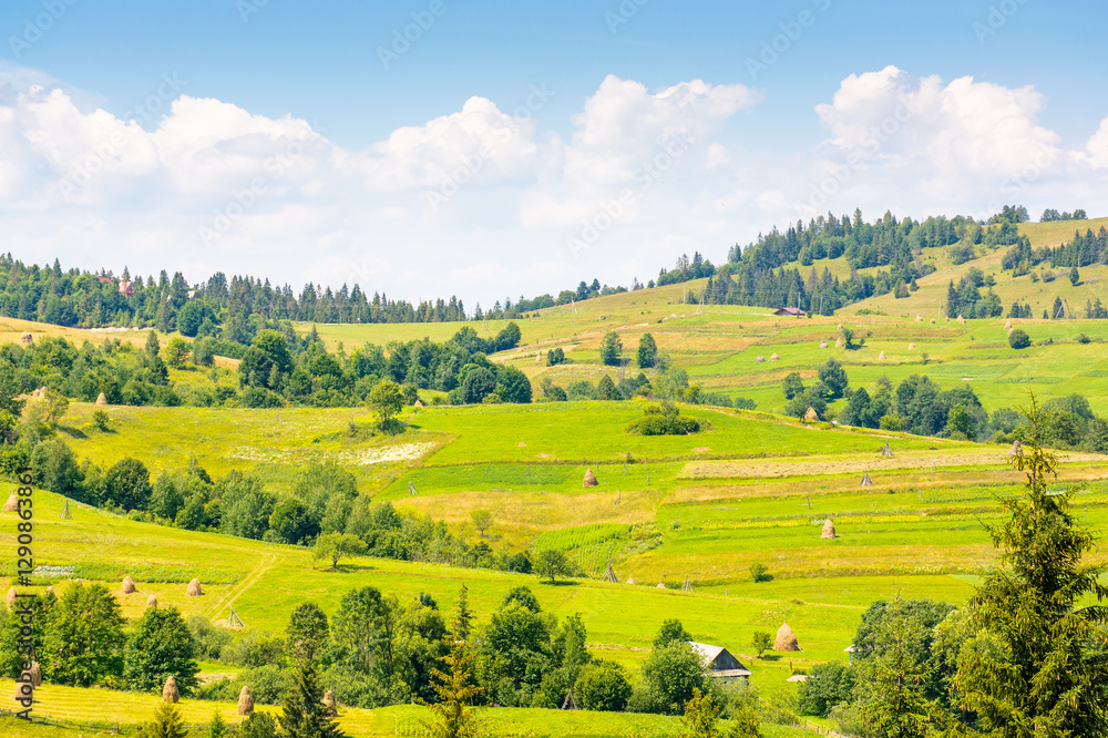 mountainous rural landscape on a sunny day. picturesque highland. countryside scenery with lush trees, grassy fields, haystack and arable on the slope of a hill. scenic fluffy clouds on the sky