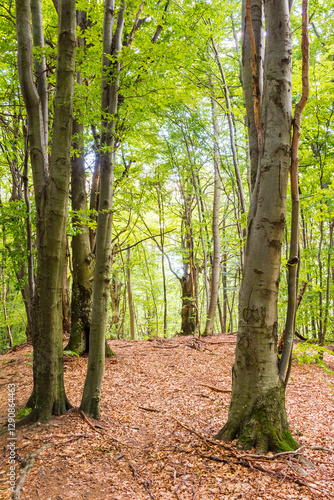 green beech forest in summer. big tall trees. primeval woods of transcarpathia on a sunny day. beautiful nature background. lush foliage