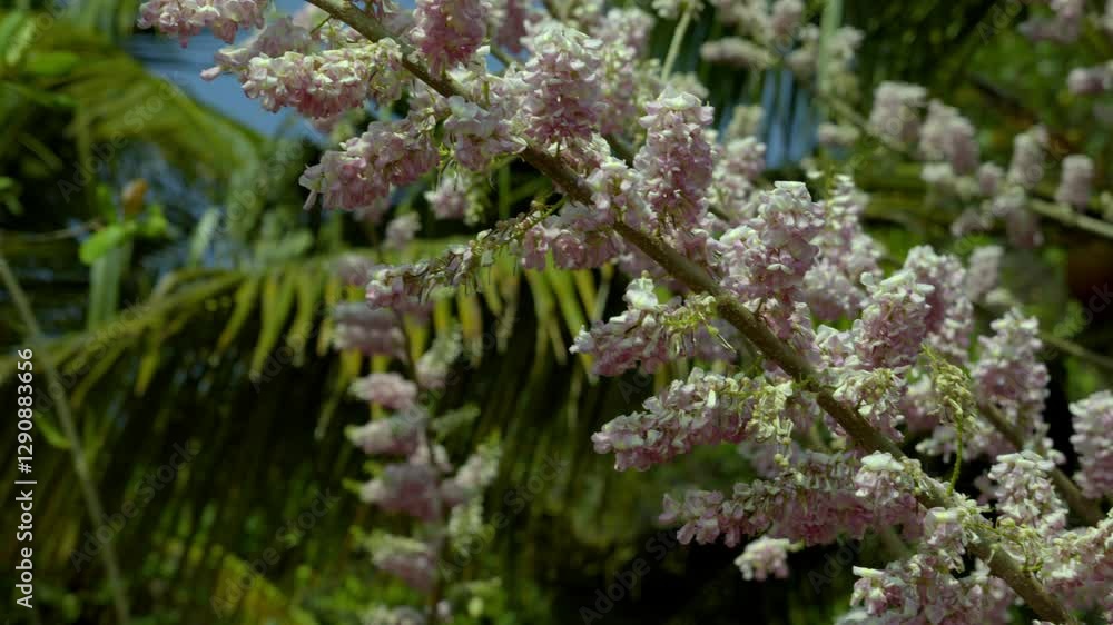 Gliricidia maculata (a genus of flowering plants in the legume family, Fabaceae) pink blossom, sheemakonna poovu in kerala Gliricidia maculata (a genus of flowering plants in the legume family, Fabaceae) pink blossom, sheemakonna poovu in kerala