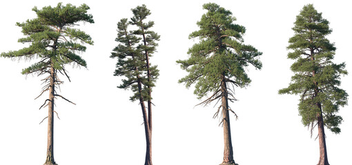 Set of Pinus lambertiana and Pinus ponderosa frontal isolated png on a transparent background perfectly cutout
