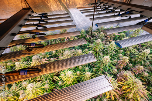 Indoor marijuana farm with advanced LED lighting system photo