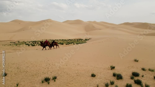 A pair of camels carrying tourists through the vast and serene landscapes of the Gobi Desert, captured in stunning aerial drone footage.