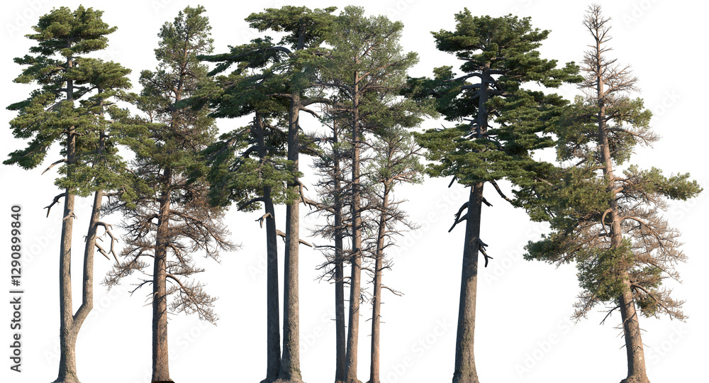 Fototapeta premium Set of Pinus contorta and Pinus heldreichii frontal set trees isolated png on a transparent background perfectly cutout