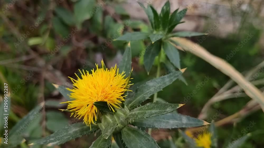 safflower in the garden, nature farm outdoor herb flora safflower in the garden, nature farm outdoor herb flora